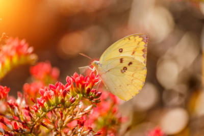 La vie c’est comme un papillon et notre transformation est inévitable!