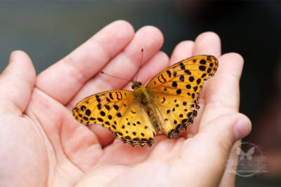 Signification des papillons | Signification papillon couleur